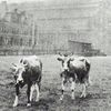 Flashback: Cows Grazing On Lexington Avenue!
